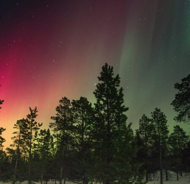 trees and aurora rays