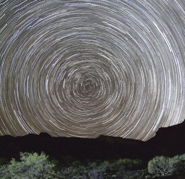 timelapse photography of plant