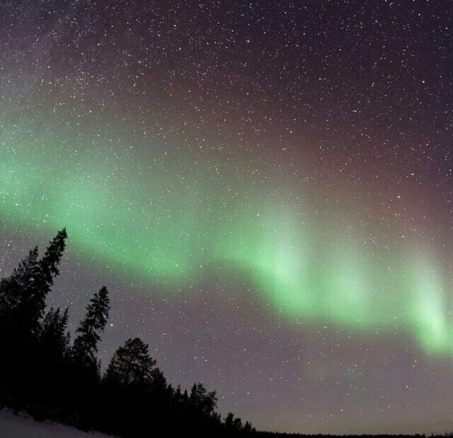 worm's eye view of aurora over tall trees