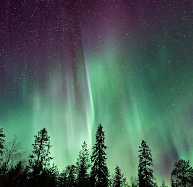 silhouette of trees near Aurora Borealis at night