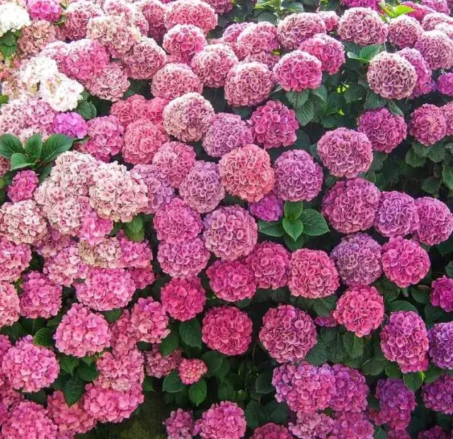 Gardening Tips And Tricks For Successful Hydrangea Blooms Every Year (2)