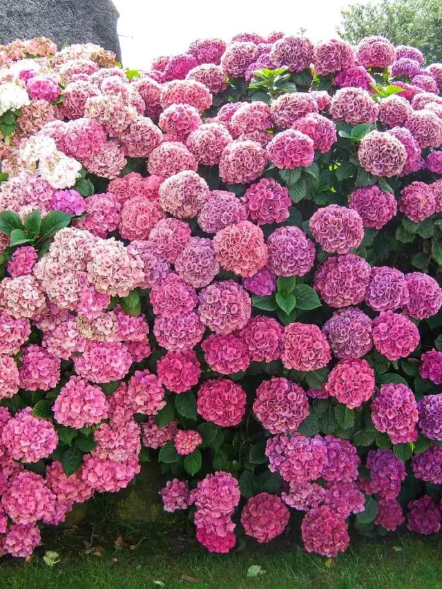 Gardening Tips And Tricks For Successful Hydrangea Blooms Every Year