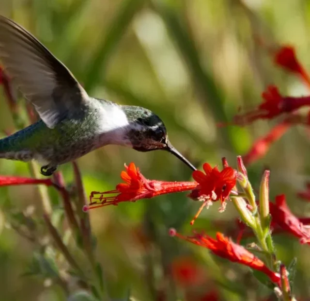 How to grow hummingbird trumpet plants – the ultimate native ground cover to attract pollinators to your yard (1)