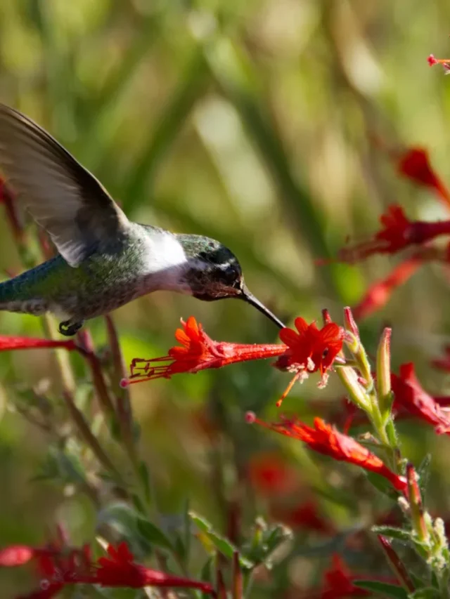 How to grow hummingbird trumpet plants – the ultimate native ground cover to attract pollinators to your yard