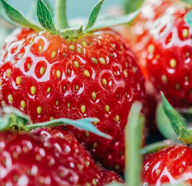 closeup photo of strawberry fruits