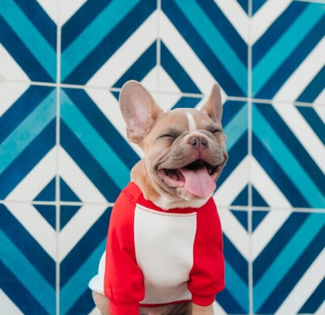 A small dog wearing a red and white shirt