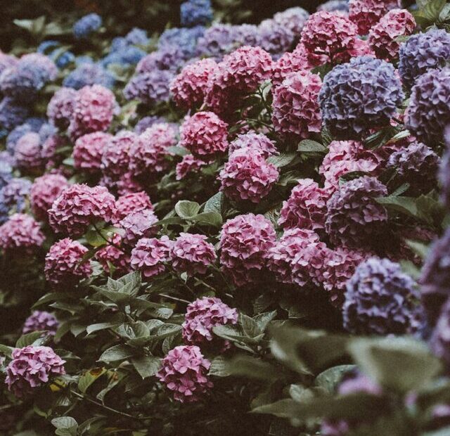 tilt shift lens photo of purple and pink flowers