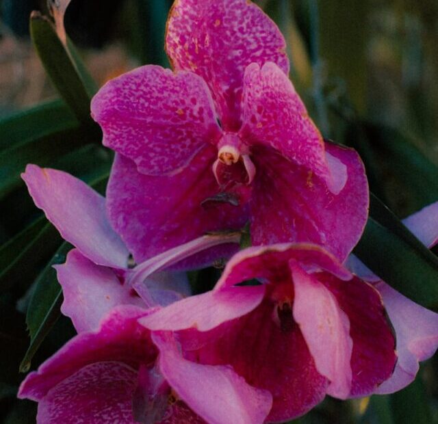 a close up of a pink flower on a plant