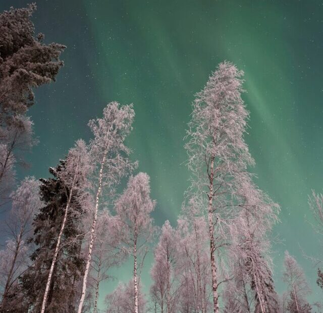 low angle photo of trees