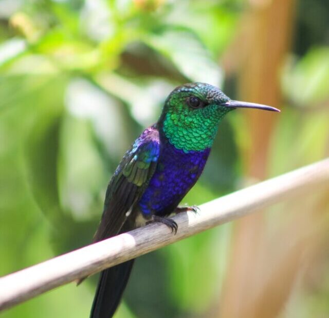 a small colorful bird sitting on a branch